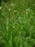 Lepidium sativum